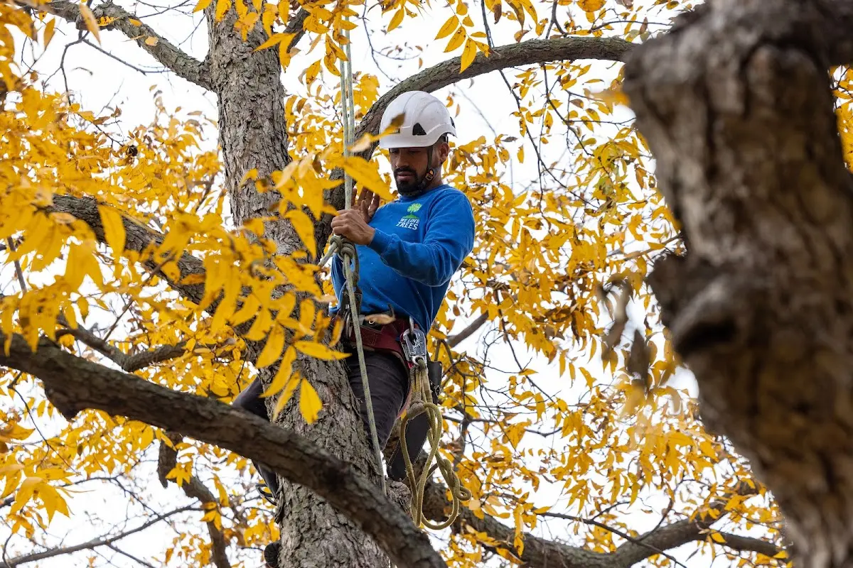 Skilled Tree Trimming crew working in Moundville
